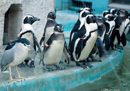 日本の動物園の ペンギンの群れにしれっと混ざる謎の生き物 が思わず笑ってしまう 台湾人の反応