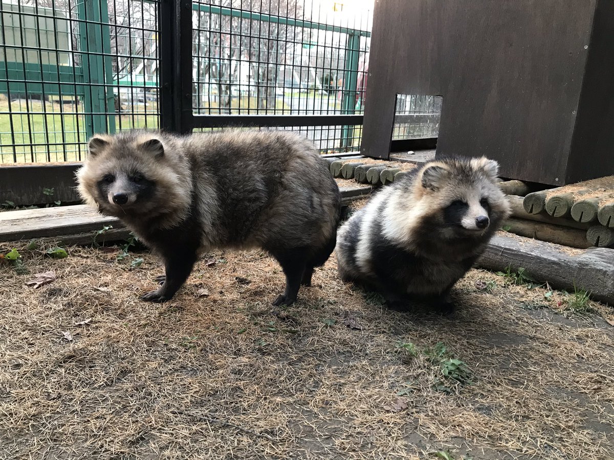 今日のたぬき 副担当者からお届け〜 鼻になんかついてるよ、目が