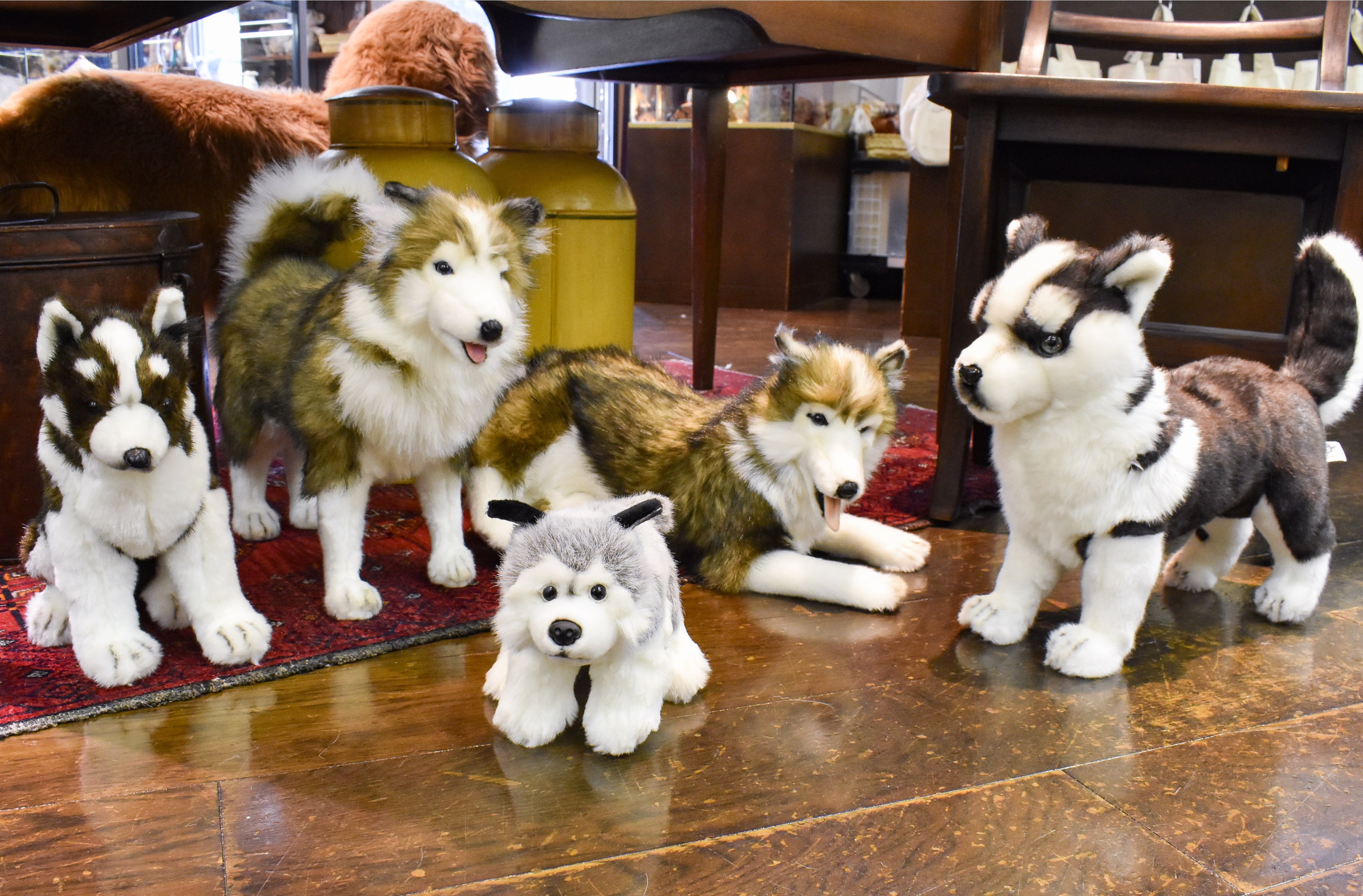 Hansa ハンサ シベリアン ハスキー全員集合 ペットとしても人気ですが 犬ゾリの そり犬 のイメージが強い方もいらっしゃるのでは アラスカで病原体が大流行した際には ハスキー犬が酷寒の中犬ぞりによってアメリカからアラスカへ血清と薬を届け
