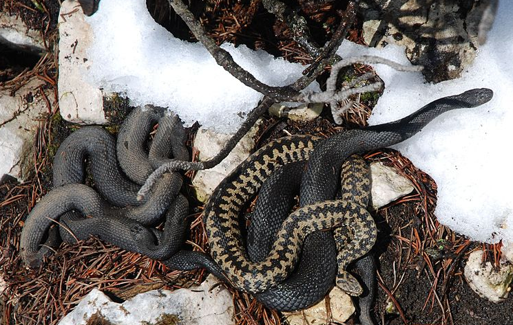 Froglife tweet media