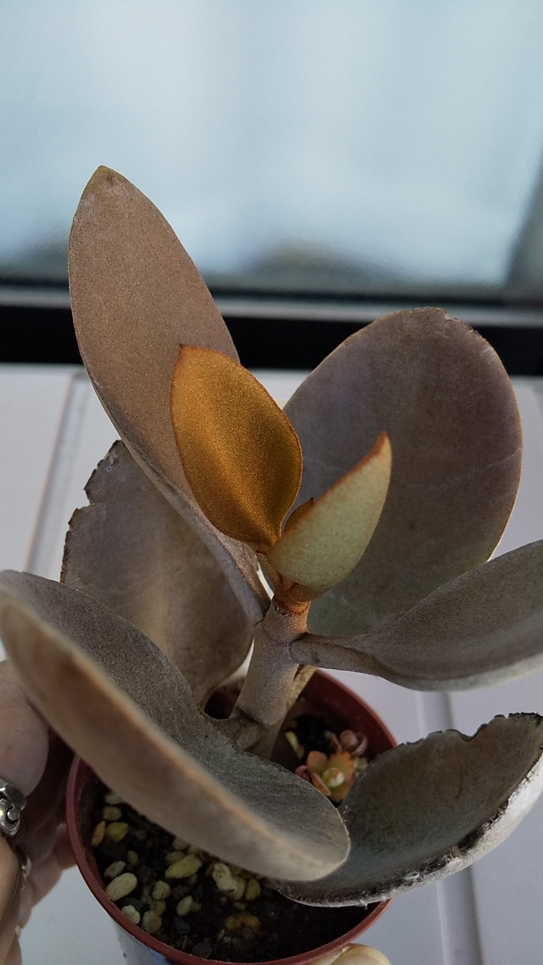 ちはや ピンクヘアーはもしや銘月さんかい いや 銘月の兄さんたちは金髪 黄色 だろ 多肉植物 君の名は T Co Hjebqznlqp Twitter