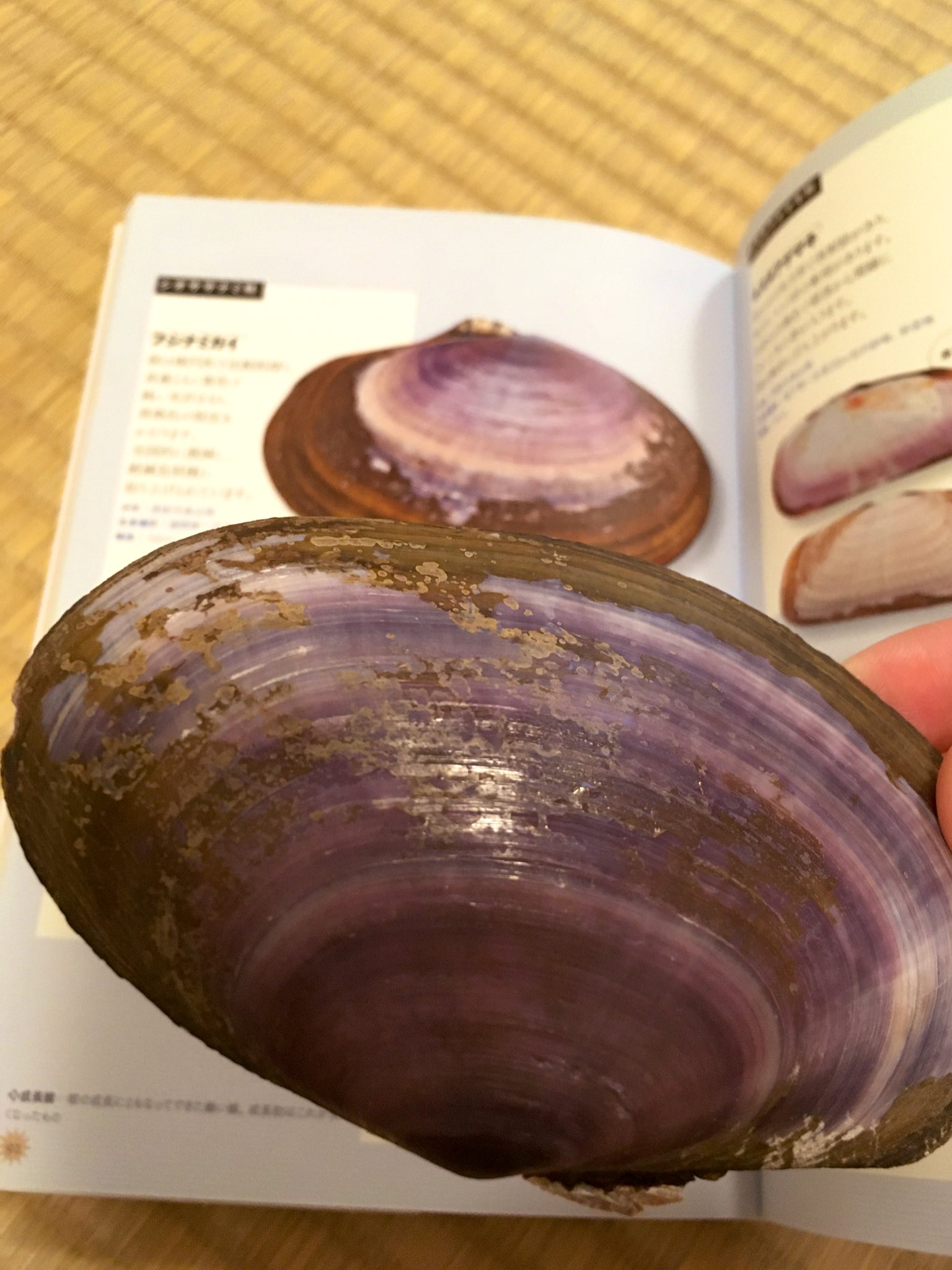 カシパンウニ Twitter Search Twitter