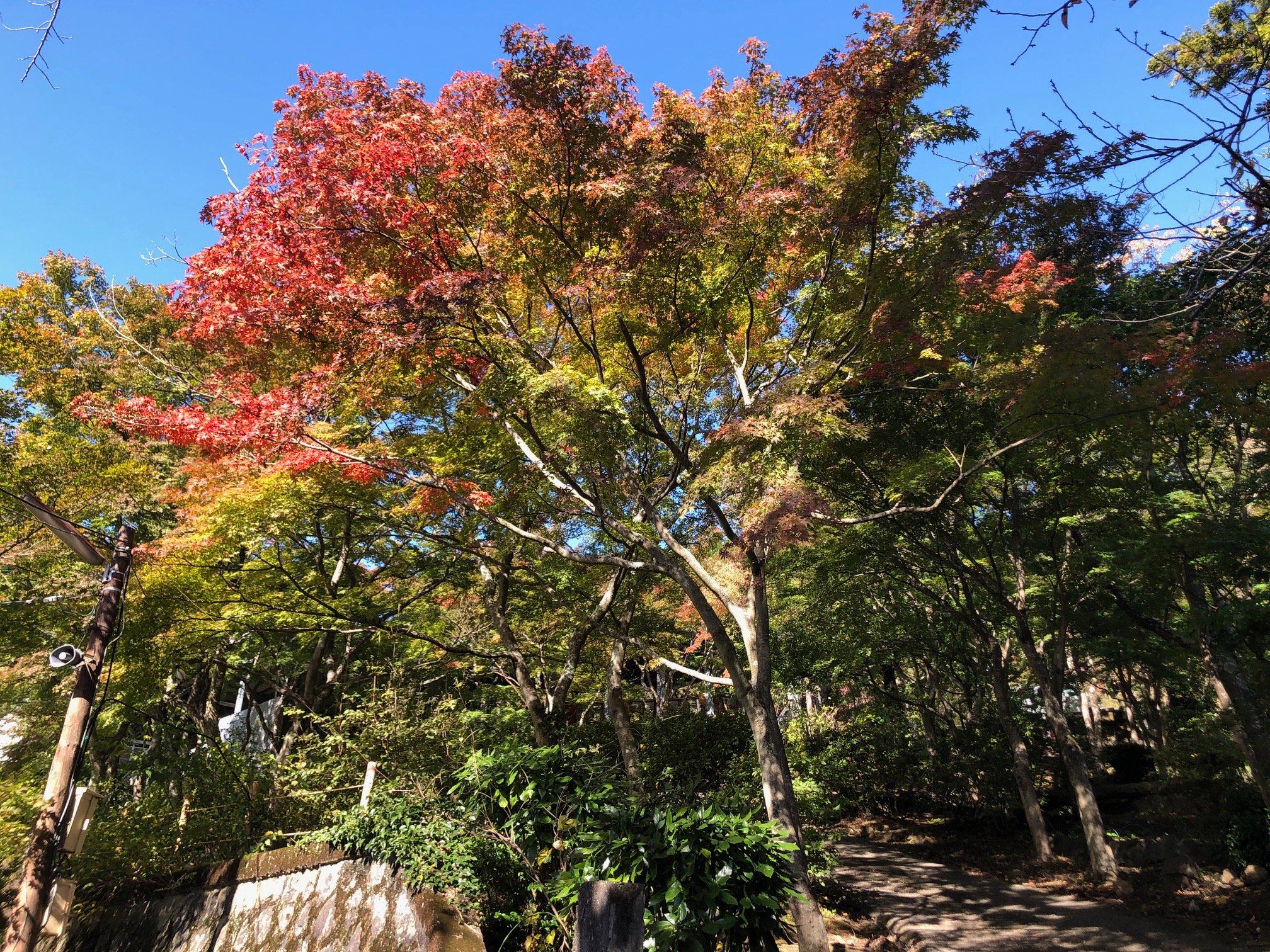 つくば観光コンベンション協会 筑波山紅葉 色づき情報 ケーブルカー宮脇駅周辺のもみじが 色づき始め ました 筑波山もみじまつり 期間中は もみじライトアップ やつくばの秋グルメもお楽しみいただけます 日程など詳細は T Co
