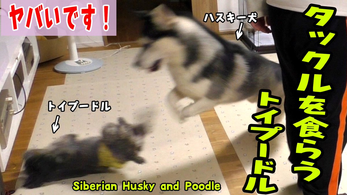Cj Cannel V Twitter ハスキー犬のメガトンタックルを食らい吹っ飛ん