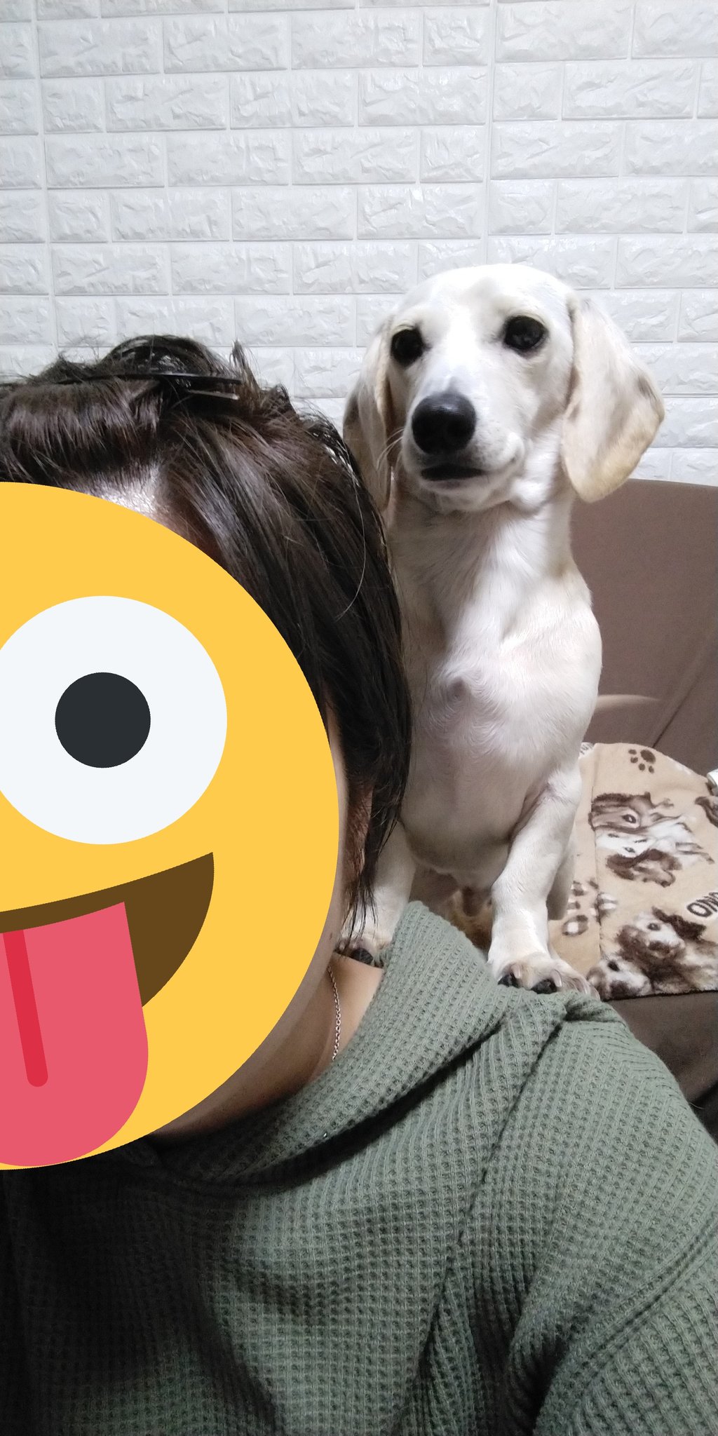 肩乗り犬 Twitter Search Twitter