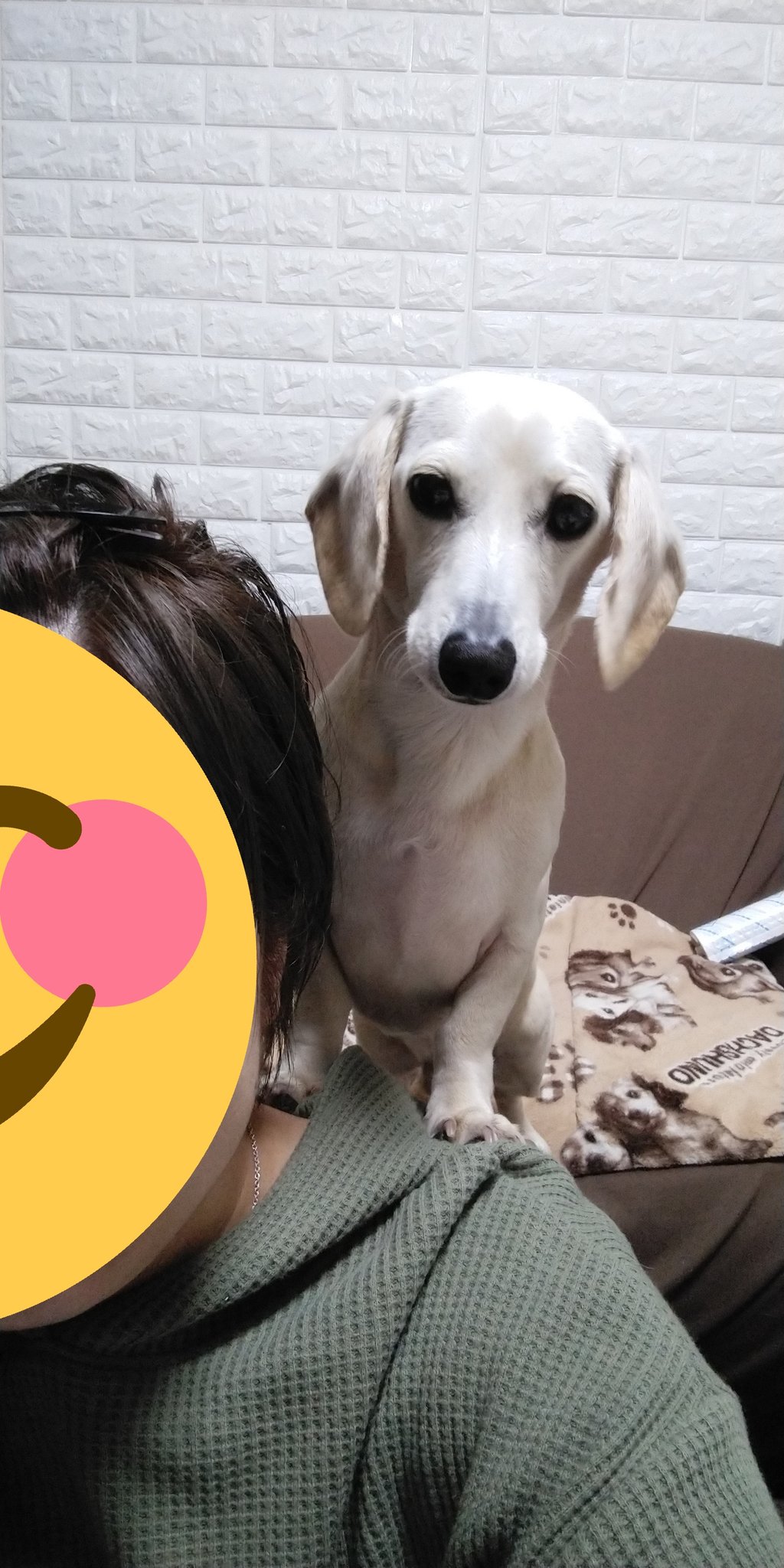 肩乗り犬 Twitter Search Twitter