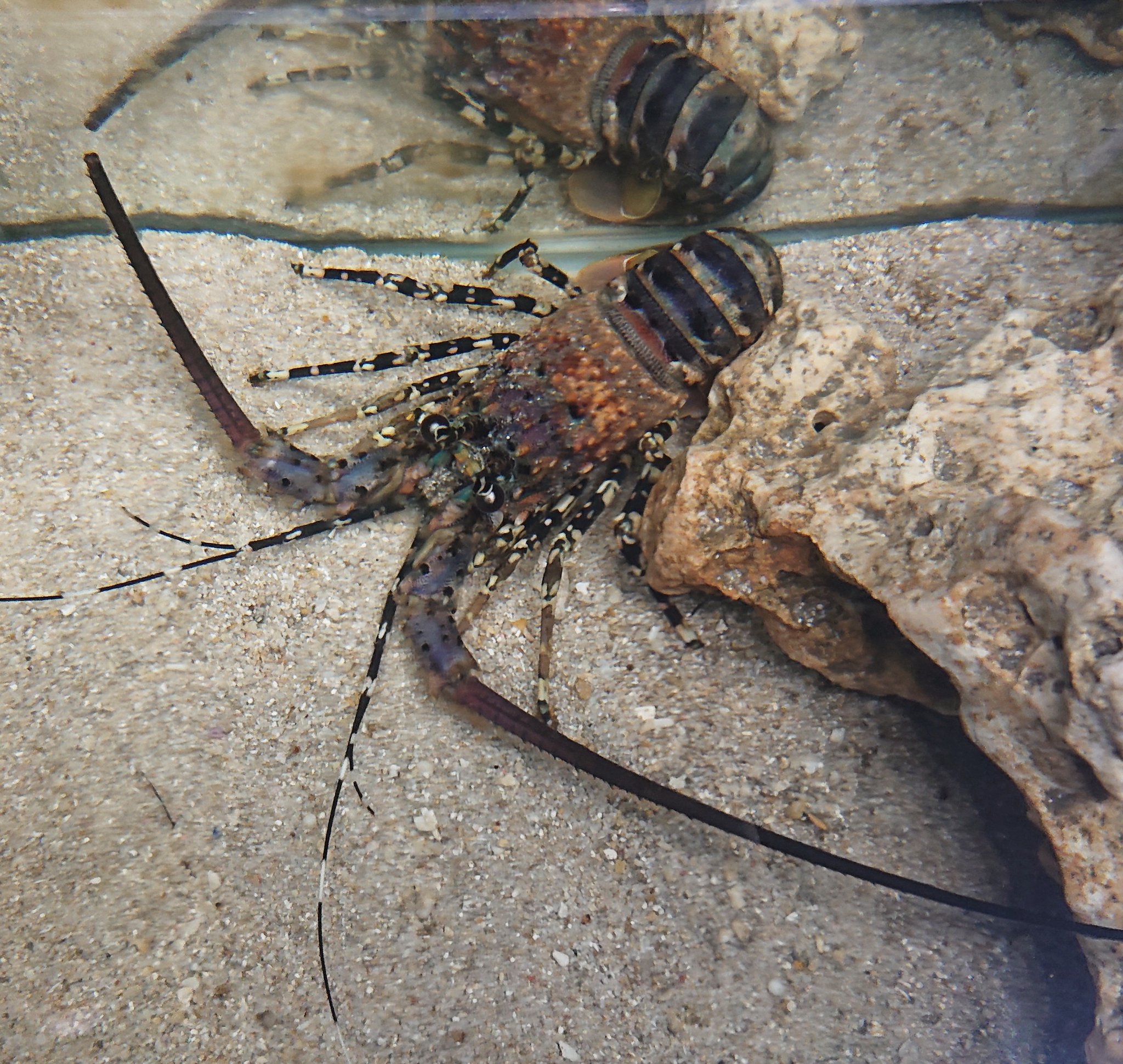 京都 街なか水族館 館長 関西では縁起が良いとされ 昔から社長室に飾られる事が多い らしい 笑 伊勢海老界の最大種 ニシキエビ の剥製 将来 社長になった時用に 飾っております 笑 そして こっそり ニシキエビ の子供を展示してます 皆さん 京都 街なか水族館 館長 関西では縁起が良いとされ 昔から社長室に飾られる事が多い らしい 笑 伊勢海老界の最大種 ニシキエビ の剥製 将来 社長になった時用に 飾っております 笑 そして こっそり ニシキエビ の子供を展示してます 皆さん