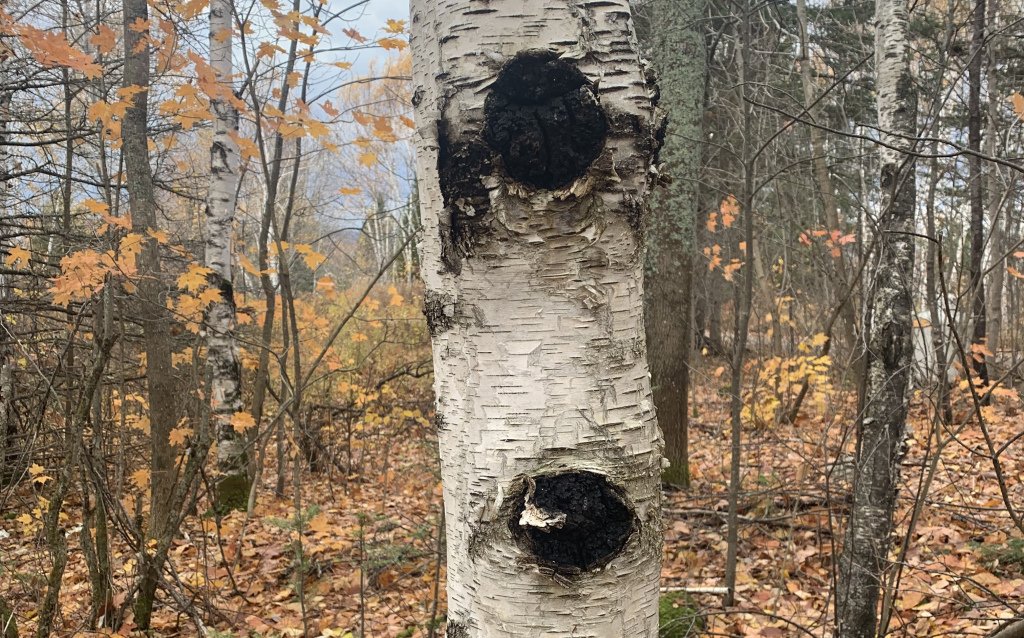 blindcasts's tweet image. Upcoming Workshop: Chaga Foraging January 2020 bushwoman.ca/2019/11/08/upc…