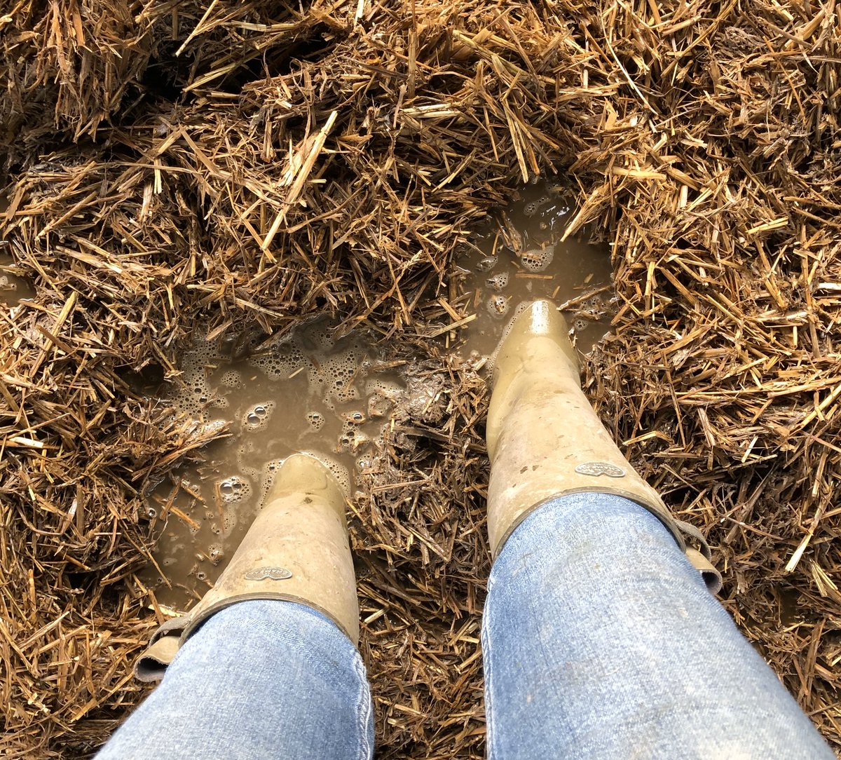 squairsy's tweet photo. One of the ways that cows can show you their everlasting gratitude is to bust the service box on their water tank, flooding their entire yard of fresh straw ankle deep 🤦🏻‍♀️🤦🏻‍♀️🤦🏻‍♀️ 
SuperDad is now digging a trench to let some of the water away, I’m spreading straw... https://t.co/Ko04Xytimt
