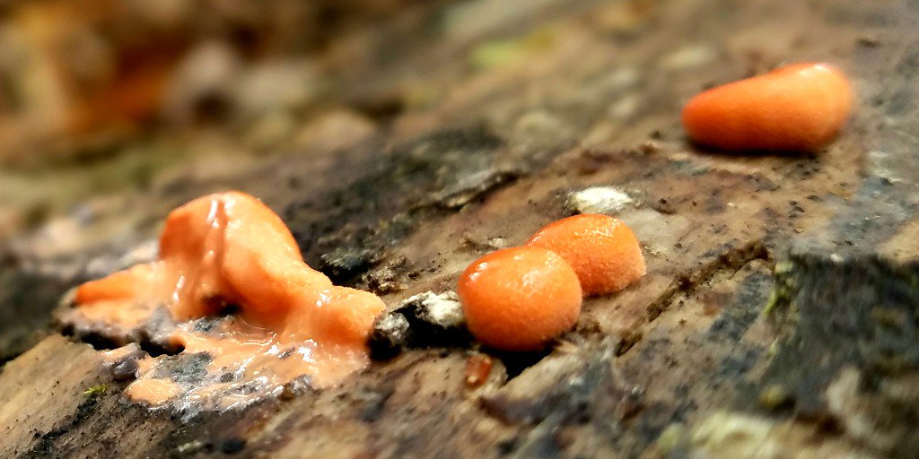 VTLandTrust's tweet photo. Itβs #hunting season, and even the slime molds are wearing #blazeorange. If you are headed out into the woods, follow the slime mold's example and make yourself visible! For more information, visit @VTFishWildlife.
#vermont #huntVT #fishwildlife #nature #safetytips #huntingseason https://t.co/FT9qGDSn0D