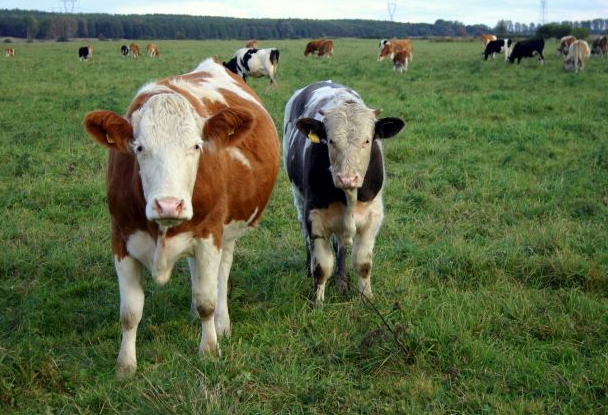 SaraJohansson's tweet photo. Polen inför gmo-frittmärkning av kött
https://t.co/zutnDTmYTD https://t.co/aeoVSMvZto