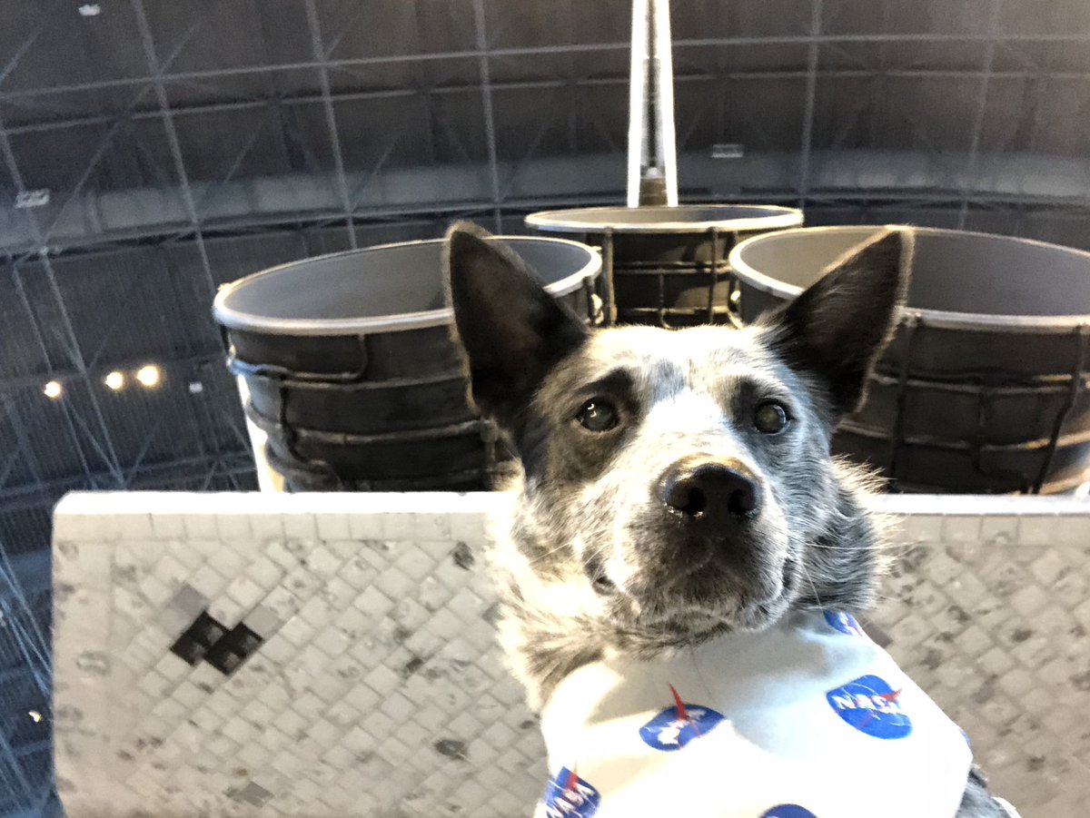 #spaceshuttleselfies 🚀👨🏽‍🚀🛰📷 

#NASA #SpaceShuttleDiscovery #NASAdog #servicedog #bobatheblueheeler