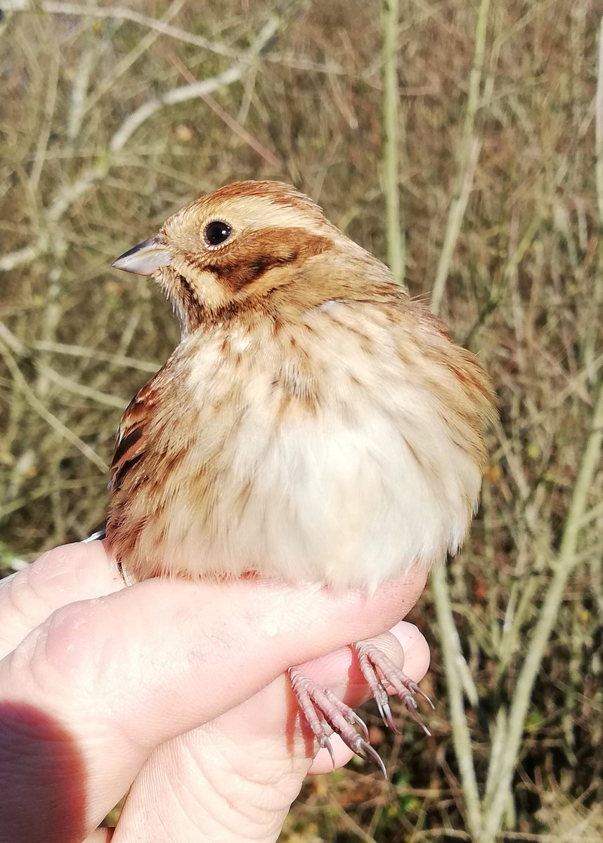 Sam Bayley tweet media