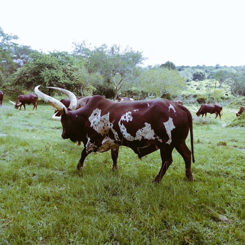 CattleAnkole's tweet image. Ruyenje rwa Col. Greep joins this months #ankolebullchallenge 

The stakes are high this time 👍👍💪💪💪💪

Keep them coming