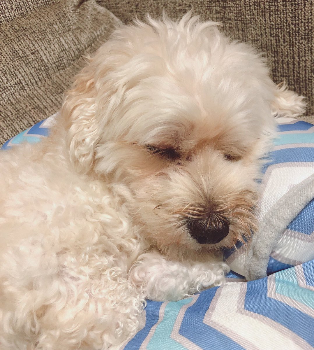 ドキドキが止まらなかった〜
Ａ-studioに出ることは、ひとつの夢でした。感激です。
ありがとうございました〜！！

#Ａstudio

#いぬ https://t.co/no4Infup0M