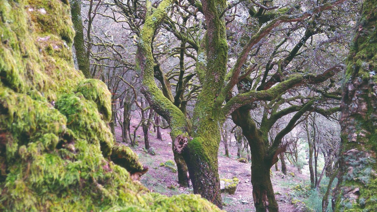 Damos la bienvenida a noviembre con esta bonita imagen otoñal realizada por Rafael Lomba de Asesoría Lomba&amp;Fernández en el parque natural Sobreiras do Faro (Viladesuso - Oia, Pontevedra). 🍂
