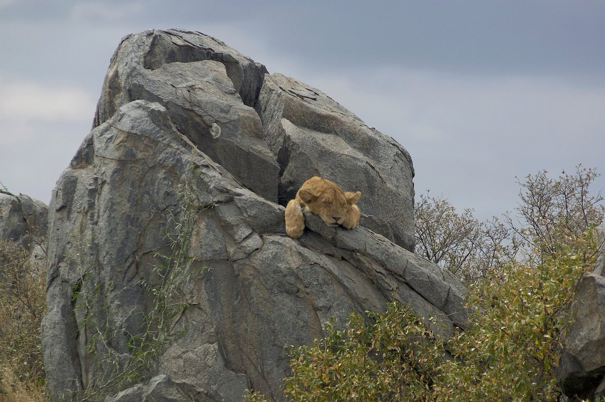 Finding this cub on a granite kopje made me want to pick him up and lift him high for all the world to see. Then I saw his mama.
