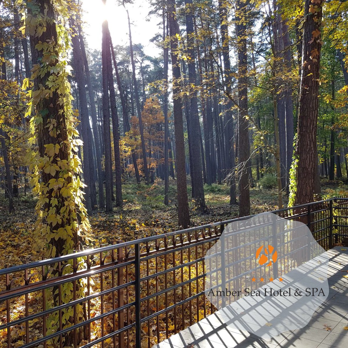 Magically good morning at the elegant Amber Sea Hotel &amp; Spa! ☀️ 😌 An amazing view of the pine forest opens from the windows of our Aquaclub! 😉🌲