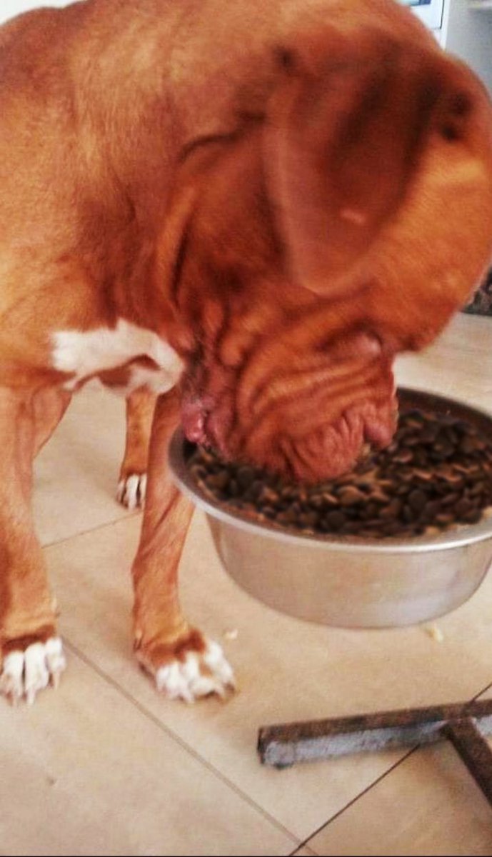 A_lisa1's tweet photo. Mmmmm... che bontà, Dave ne va matto! 😆
#trnd #trnditalia #trueinstinctit #nutrizionenaturaleti #ingredienti #naturali #amoreperglianimali #cane #dog #mydog #doglover #petfood #nuovoprogetto #tecchiolina #tester https://t.co/Z4BhGdHgty