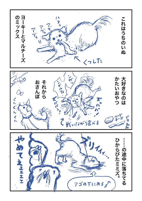 (ネーム)11月8日の本日1枚!うちのいぬが大好きなものを描きました。#コルクラボマンガ専科#弓木らん毎日1Pマンガ 