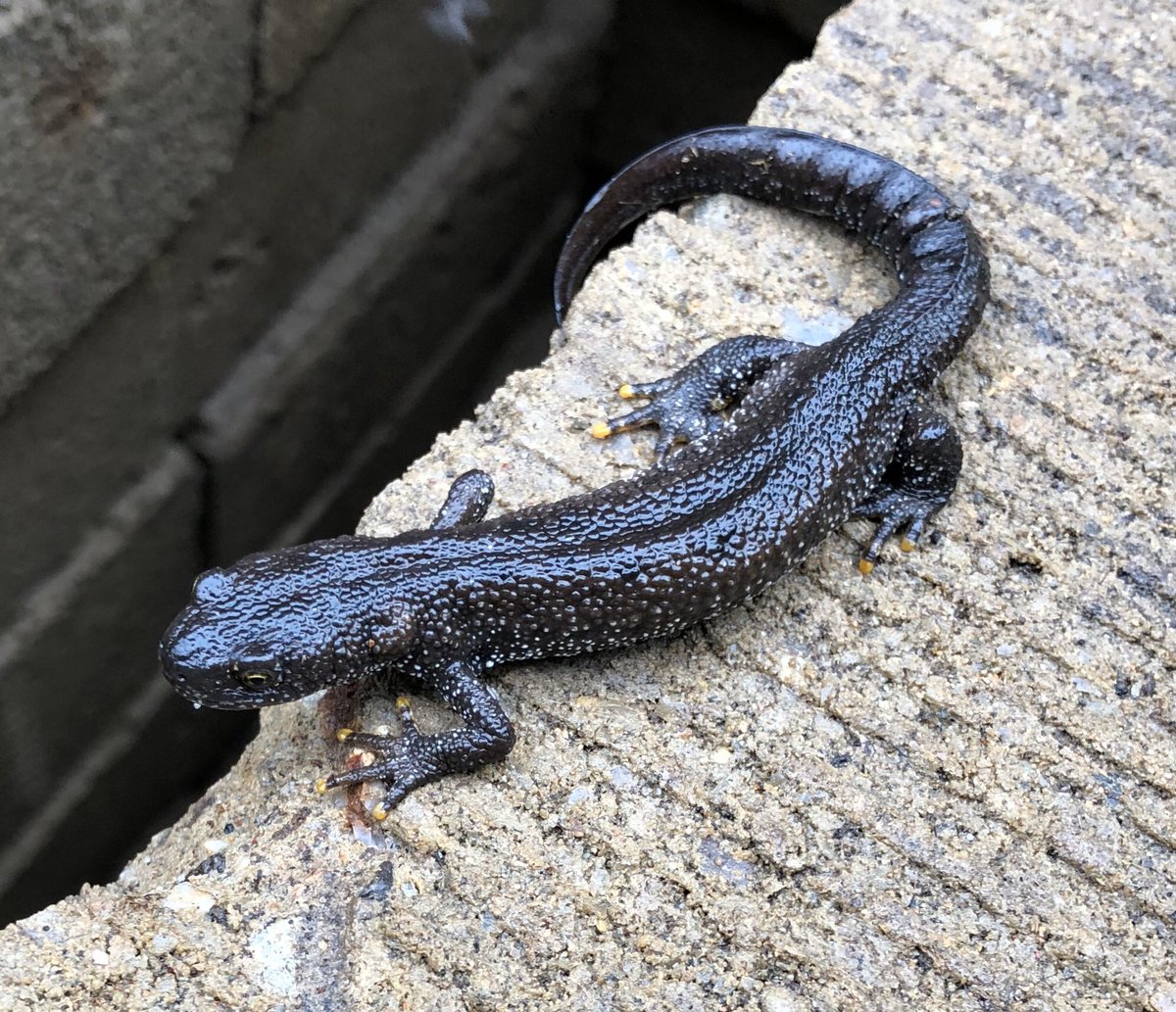 squairsy's tweet photo. Can’t be doing too badly on the old conservation job then, came across this little fella this morning!🦎
#pondlife https://t.co/Pcv6RL2GB0
