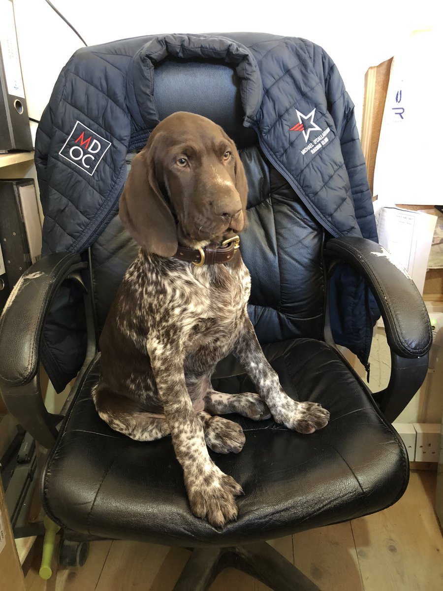 MDOCallaghan's tweet image. Newest member of the team
•
•
#germanpointer #puppiesofinstagram