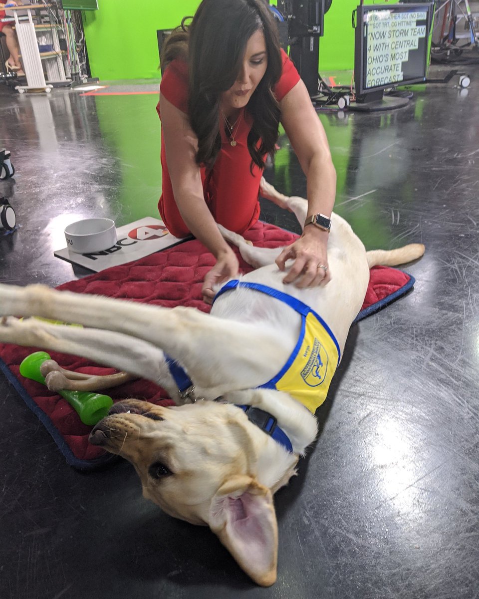 BuckeyeNbc4's tweet photo. Celebrating starting professional training this morning by getting my favorite belly rubs from @NBCMonica! #buckeyefriday #puppywithapurpose #futureassistancedog #bellyrubs #goodboy @nbc4i @ccicanine https://t.co/NAX3y1FJoG