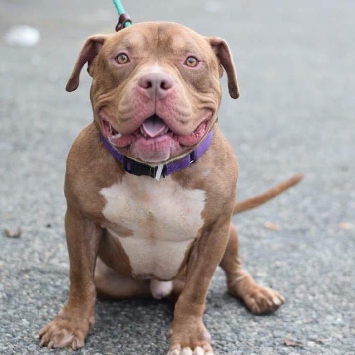 COPPER 5 yrs #74476 #BrooklynACC - EXTENDED + CAN DIE 9 NOV. Arrived fearful, but glowing reports now for this soft guy. Best children 5 yr+. Can die tmoro if no #Adopter or #Foster🙏Email MustLoveDogsNYC@gmail.com DESPERATE #Pledges🙏Please click movie➡️ m.facebook.com/story.php?stor…