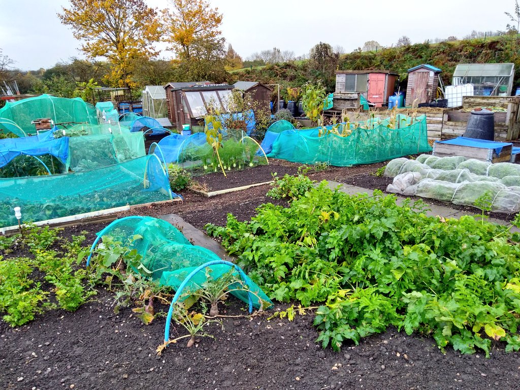 canudigit15's tweet photo. November view from the #allotment #plot15 https://t.co/7m0XA8Iulr