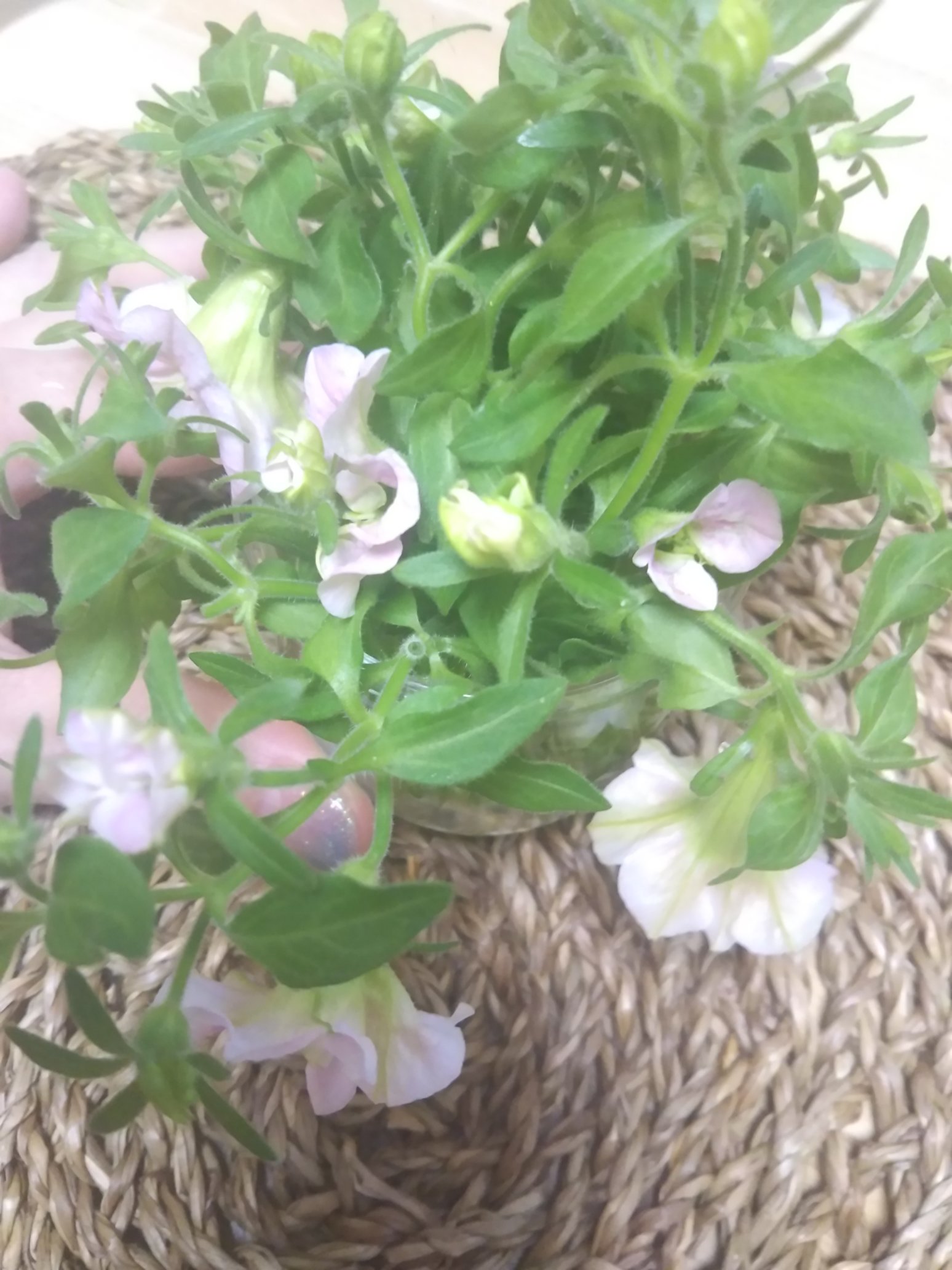 Hiro ๑ ๑ ﾍﾟﾁｭﾆｱは 夏咲くのですよ W B そもそも もうﾍﾟﾁｭﾆｱのｼｰｽﾞﾝは 終わりなんですがよく観ると 虫 なんか 葉っぱに穴空いてる ｱﾌﾞﾗﾑｼ ﾍﾟﾁｭﾆｱ T Co Rjicnlhngp Twitter