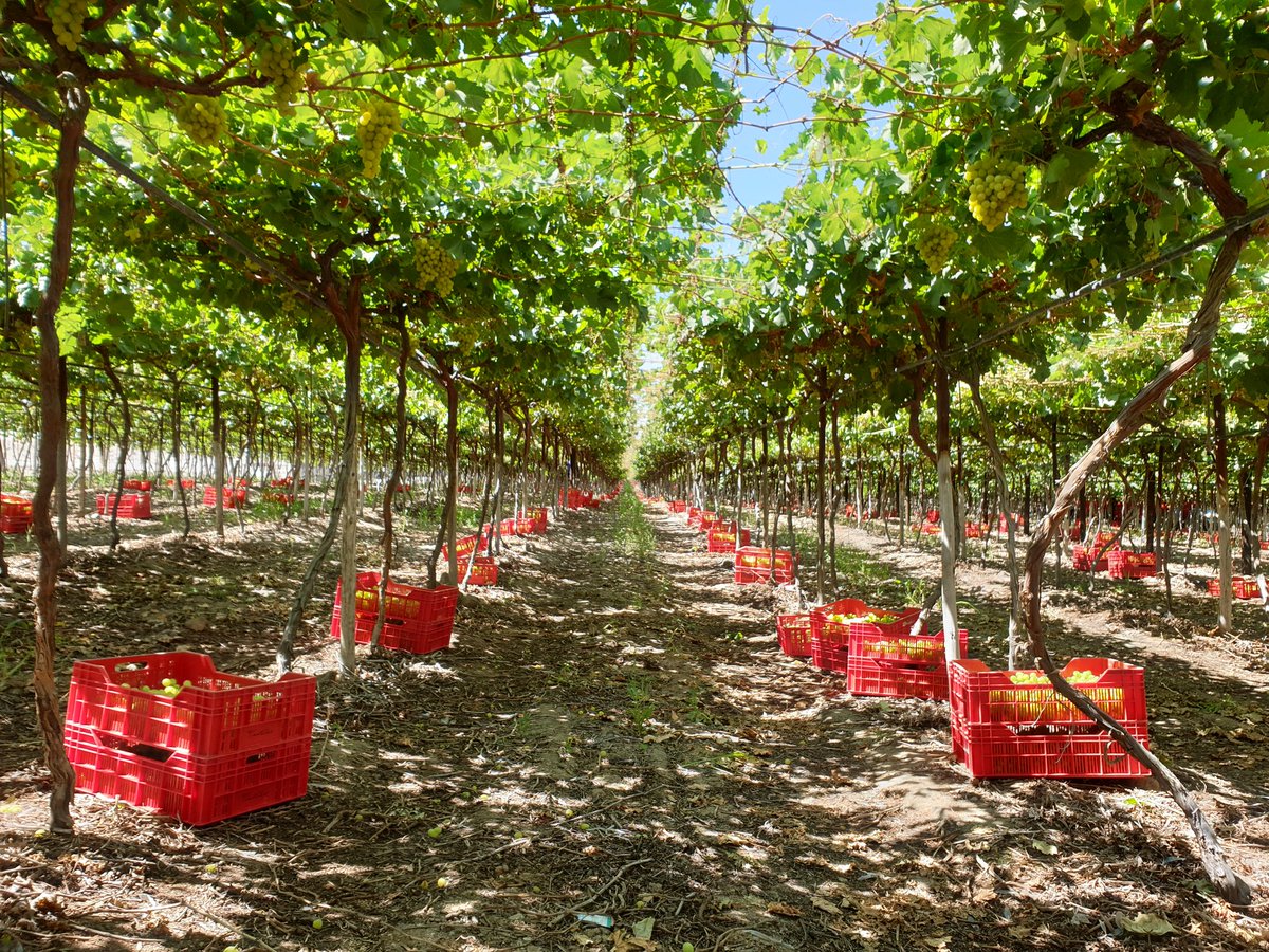 EXSA Grapes tweet media