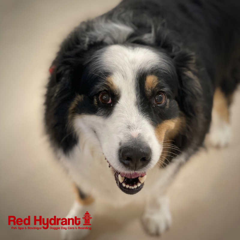 Red_Hydrant_Spa's tweet photo. Oh, hello Friday, we're happy to see you! 😊⁣
⁣
⁣#fridayfeeling #dogsoftampabay #dogsoftwitter https://t.co/2xainMYBVy