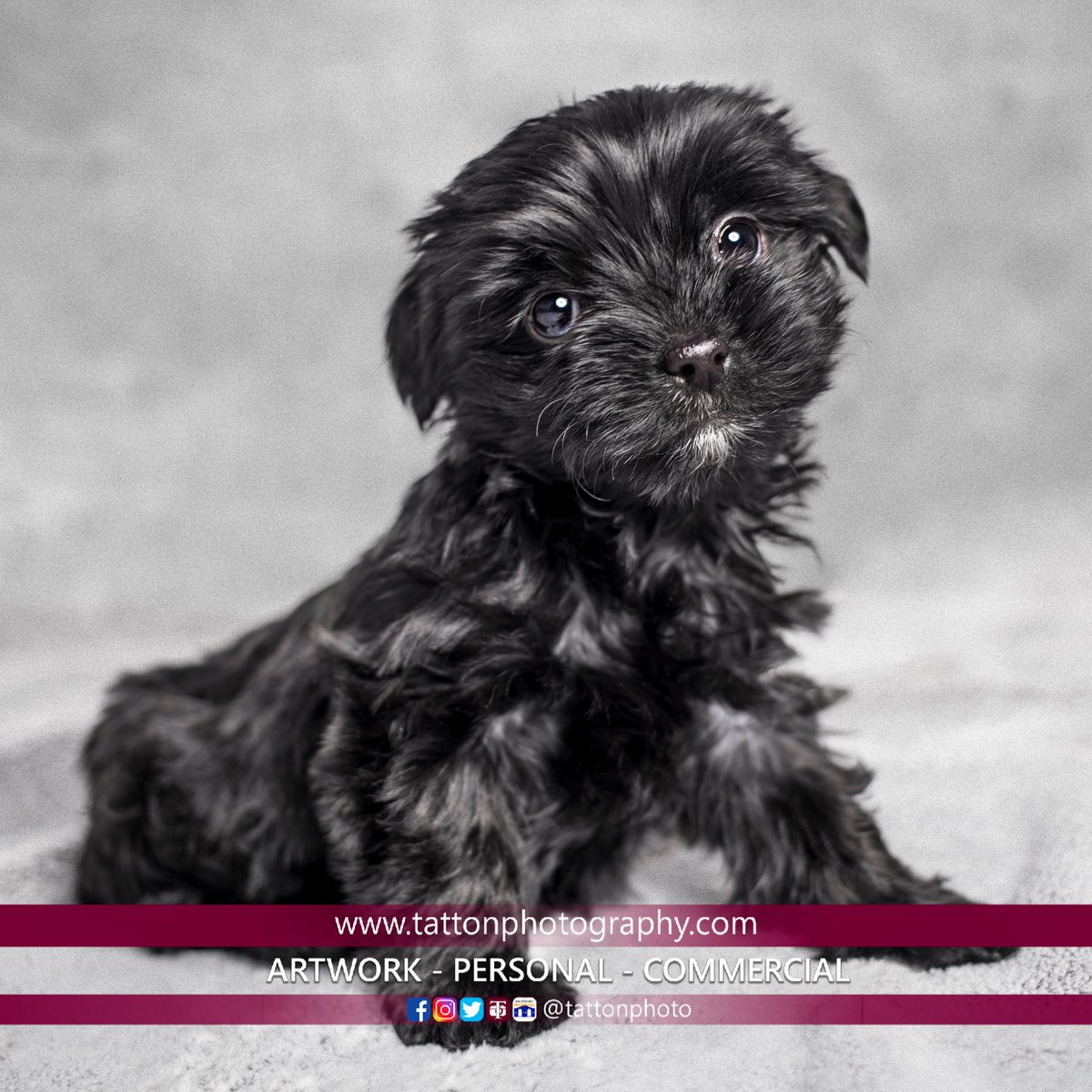 So we have a new friend at the <a href="/knutsmarket/">Knutsford Market Hall</a> . <a href="/Tattonphoto/">Tatton Photography</a> were happy to photograph this cute puppy today but unfortunately she has no name. What would you call her ?   #tattonphotographypetportraits #Knutsfordphotographer #puppypictures #surportyourlocalphotographer #shoplocal