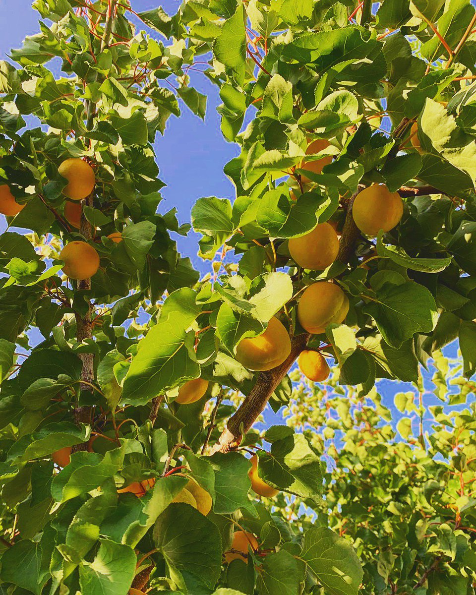 KhansBanus's tweet photo. The Khans orange trees are laden with fruit - almost time for some freshly squeezed, homegrown organic orange juice at our bar. https://t.co/cOTXyWdzfF