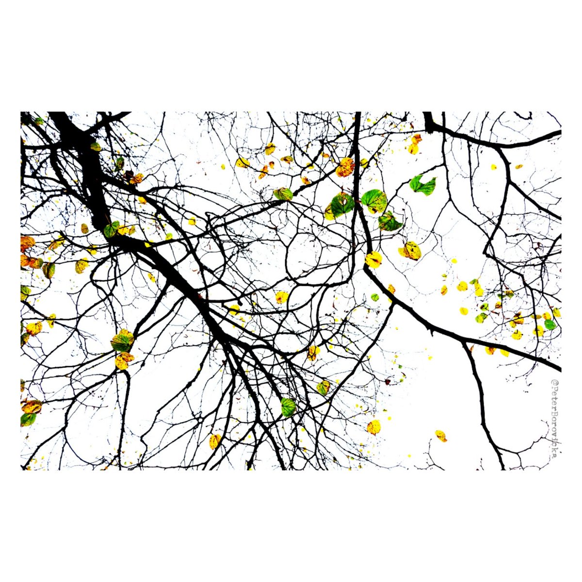 PeterBorovicka's tweet photo. 🍁 in heated hut / somewhere in the mountains / autumn as it should be! ~ yokoi yayū 🍁 #abstract #haikuoftheday #autumnleaves #minimalism #photohaiku #japan #japanesepoetry #visualstories #haiku #arteurope #earthportraits #colorsofautumn https://t.co/5hOXzVRCmV