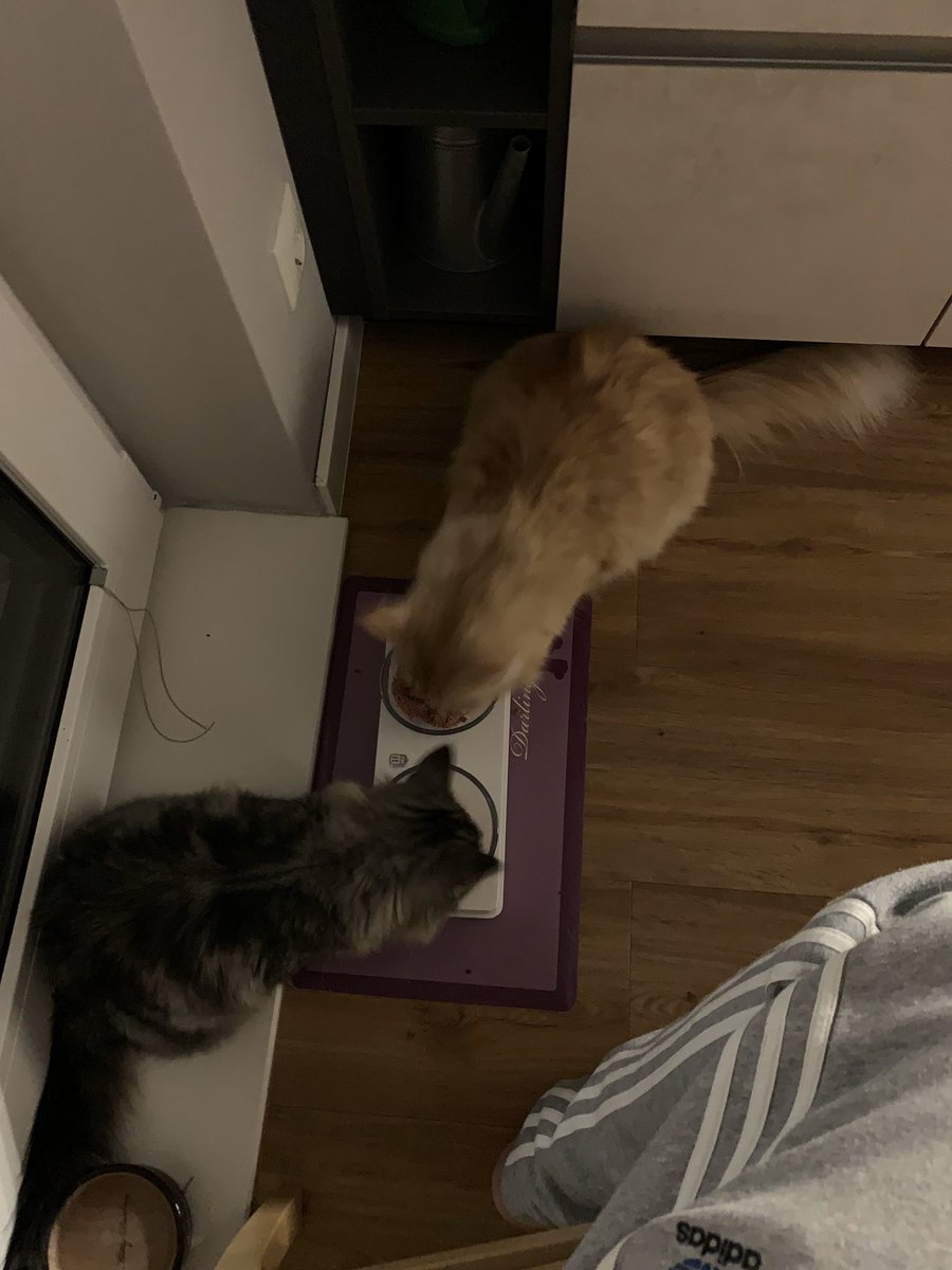 Eugeniabat's tweet photo. #2Wochen sind #Boomer und #Ruby zusammen 😍 gemeinsam #essen funktioniert bereits sehr gut 👍
Kommt gut ins #Wochenende #tweeties 😘 https://t.co/C4zDLVNu1W