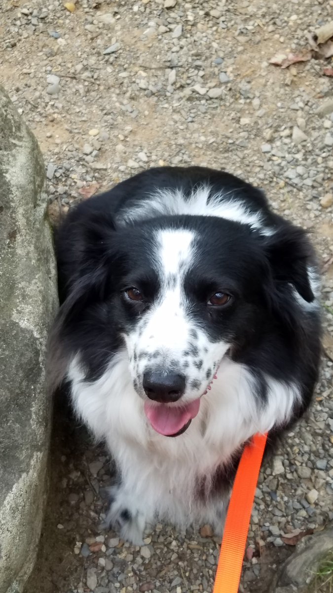 JenniferCathey1's tweet photo. @dog_feelings i will fren for you https://t.co/XXejyqnlsS
