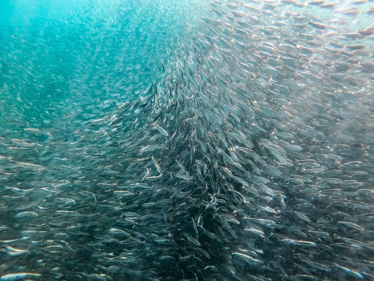 Today our #SchoolStrikeForClimate was joined by a large quantity of fish. Technically the fish were still in a school of sorts, but no lessons took place. 

#ClimateStrike #FridaysForFuture #FishStrikeForClimate Follow our social media manager @realolifrost for daily inspiration.