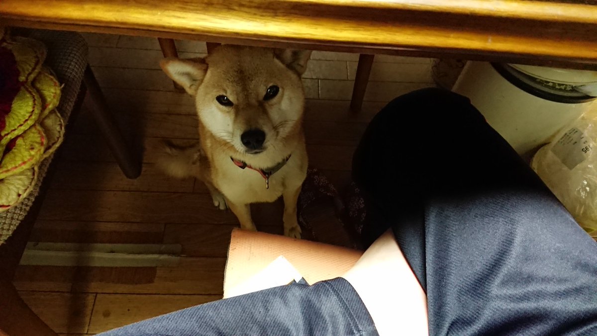 恐怖 ネコ 今日のニコちゃん 飼い主が苦しんで倒れた ふり のに 頭を思い切り2発叩いて 自分のシッポを追いかけ回したままハイテンションになってどこぞへと走り去っていきました