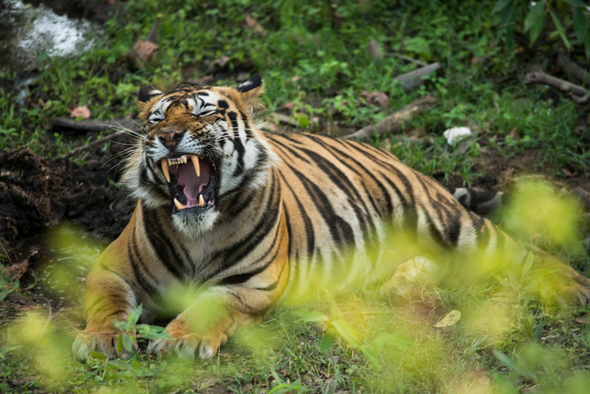 #India🇮🇳 is home to 75% of the world's tiger population! Efforts of officers like Ramesh Kumar Pandey of Dudhwa Tiger Reserve help the Tiger to flourish. Congratulations for getting @UNEP's 2019 Asia Environmental Enforcement Awards for fighting transboundary environmental crime.