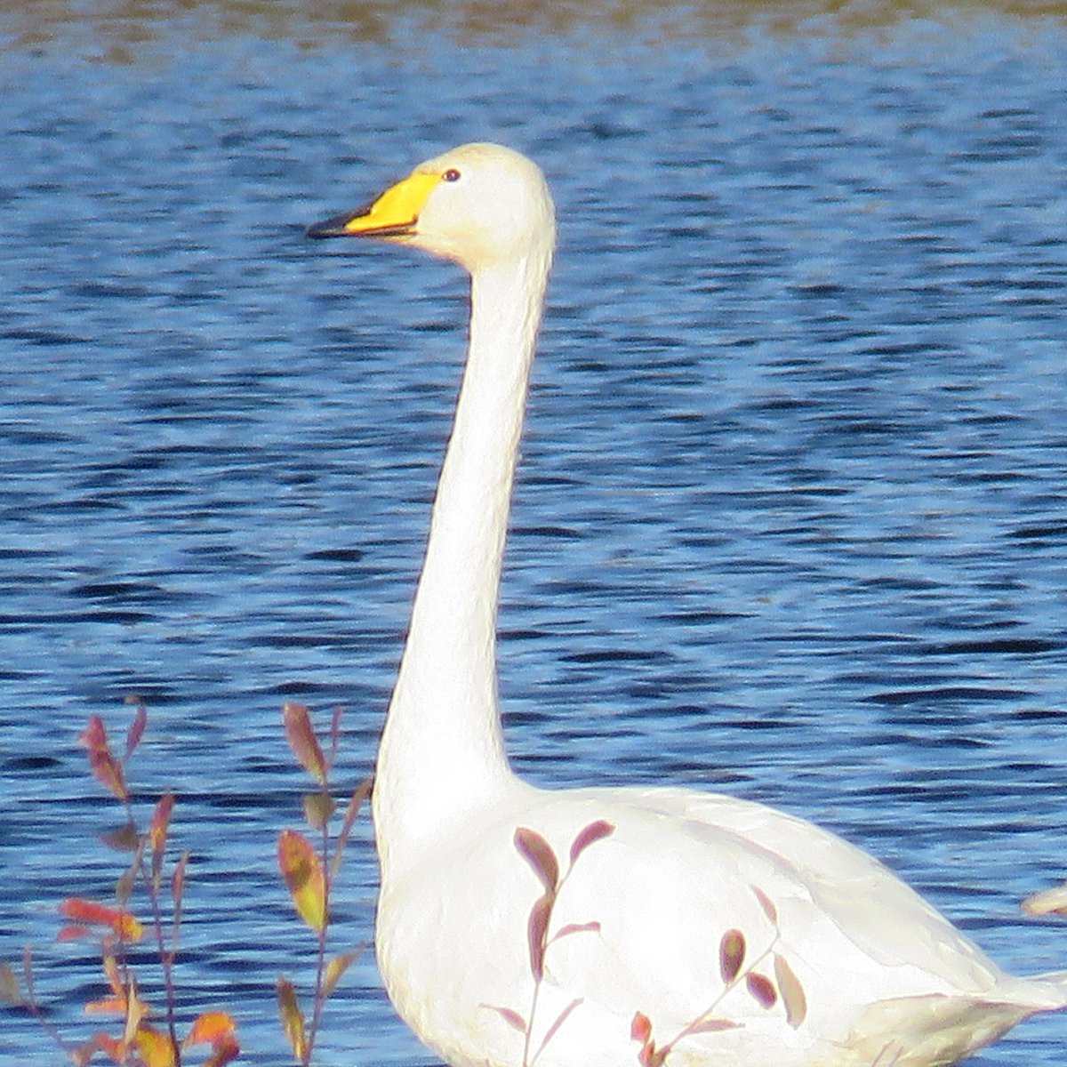 RT @KDBraddy: Whooper swans (?) on Chat Moss, Irlam, UK, this mornign (8th Nov) #nature #wildlife #Swans @BBCNatureUK @bbcwildlifemag @MENnewsdesk @Natures_Voice @wildlife_birds