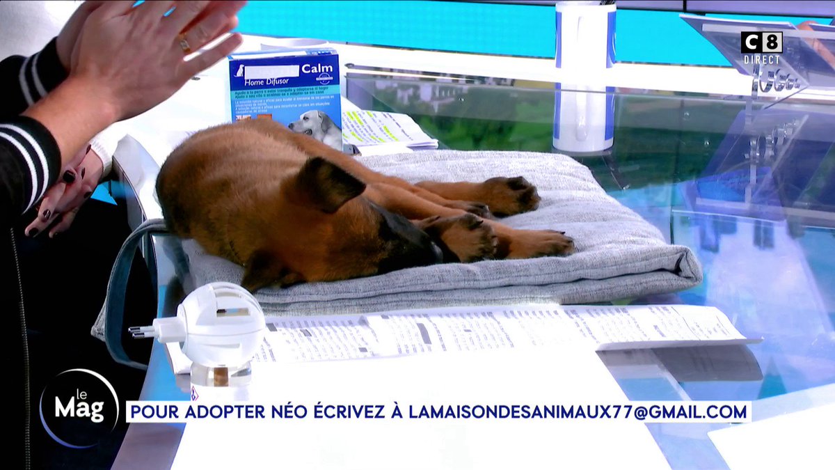 Berger Belge Malinois Néo Chiot Berger Belge Malinois Déjà