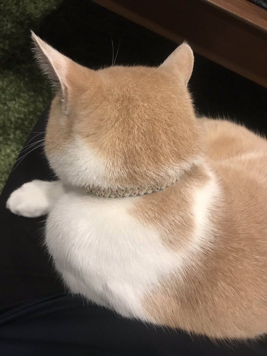 Chiko 食事終わってないのに 膝の上に乗る猫 しかも寝てしまった 暖かい かわいいw 猫 茶白猫 薄茶白 猫後頭部倶楽部 保護猫 猫のいる暮らし