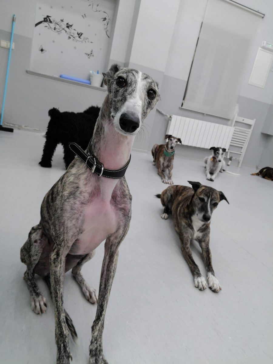 guaurderia's tweet photo. Hoy la cosa va de galgos! Feliz Viernes!! #galgo #guarderiacanina #comoselesquiere https://t.co/jhOpolGsZU