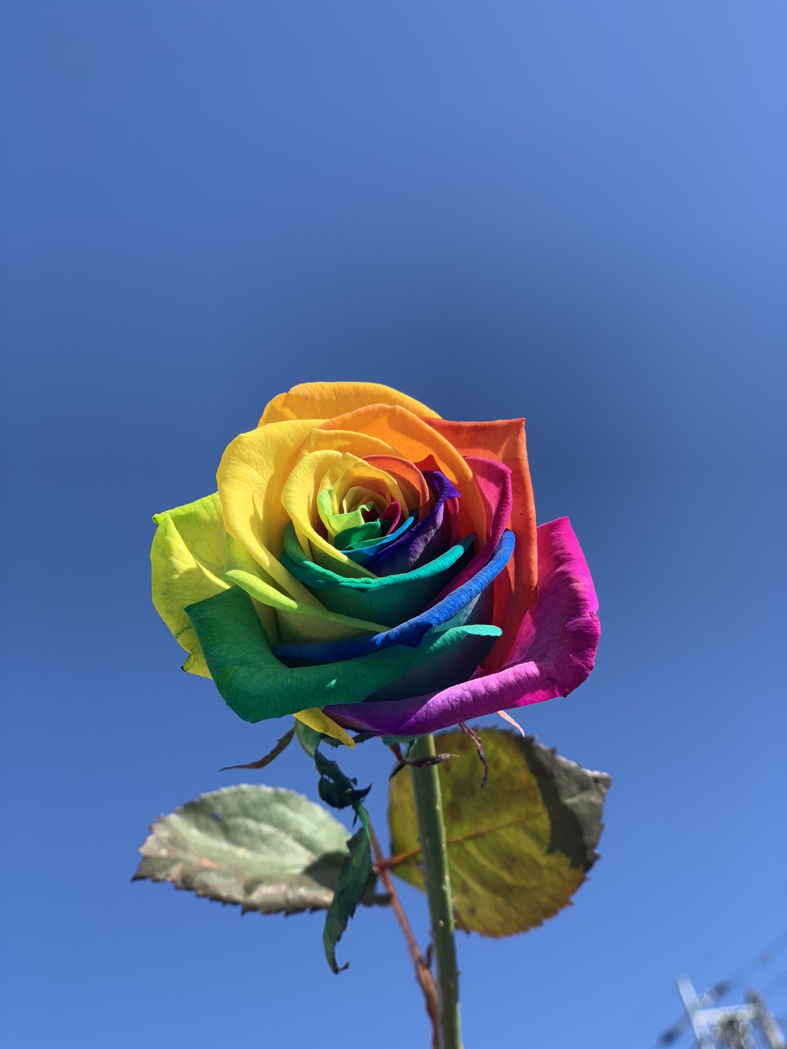Twitter 上的 ローズショップ レインボーローズの花言葉は 奇跡 花びら1枚1枚の色が違う印象的な生花のバラ オランダから空輸でスピーディーに仕入れて全国へお届けします T Co 5wbr0dadyo Twitter