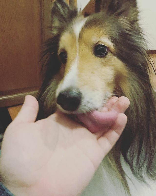 Twitter पर かわいい子犬屋さん ह शट ग Twitter पर かわいい子犬屋さん ह शट ग