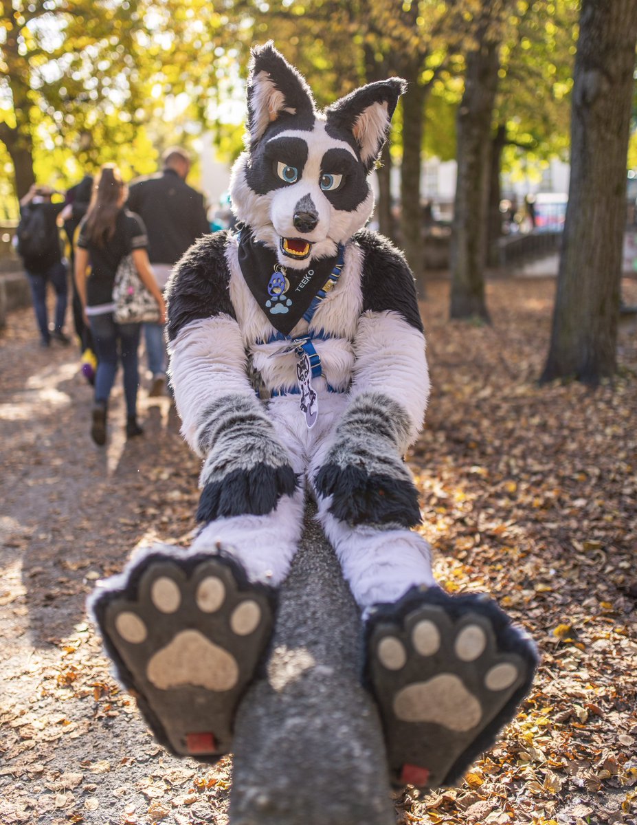 Rougfox (@rougfox) on Twitter photo Hey everyfur! A happy #FursuitFriday with a pic from the latest #msw7 #Munich #suitwalk, taken by <a href="/captainchaotika/">🌻 混沌的隊長 ➡️ TFF, AC, EF</a> Hey everyfur! A happy #FursuitFriday with a pic from the latest #msw7 #Munich #suitwalk, taken by <a href="/captainchaotika/">🌻 混沌的隊長 ➡️ TFF, AC, EF</a>