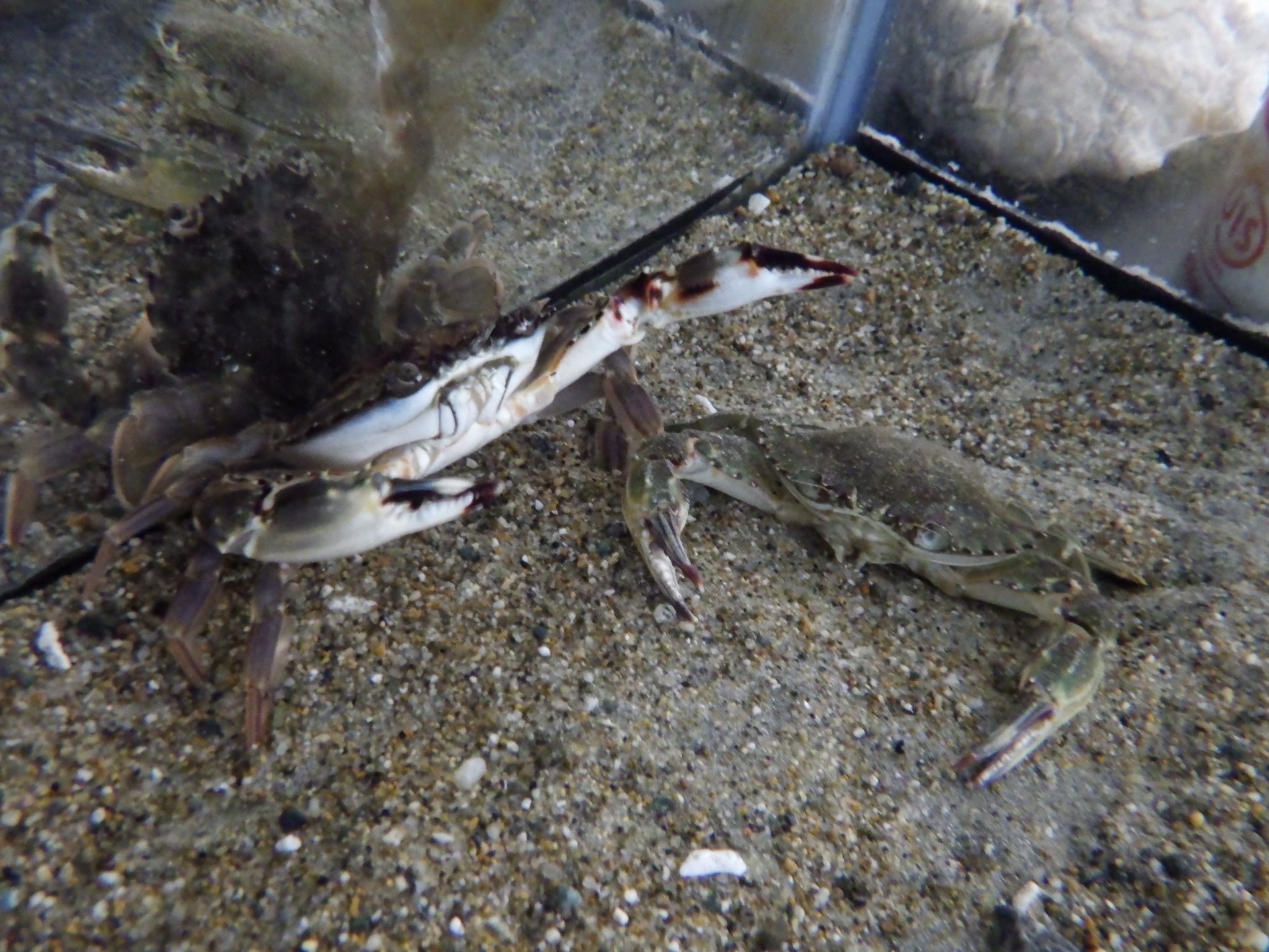 公式 東海中学 高校 生物部 イシガニが脱皮しました 先日 大きな水槽に移動させていたのですが その際の水質の変化が脱皮の引き金になったのかも まだ体は柔らかいです さて どちらが脱皮殻 公式 東海中学 高校 生物部 イシガニが脱皮しました 先日 大きな水槽に移動させていたのですが その際の水質の変化が脱皮の引き金になったのかも まだ体は柔らかいです さて どちらが脱皮殻