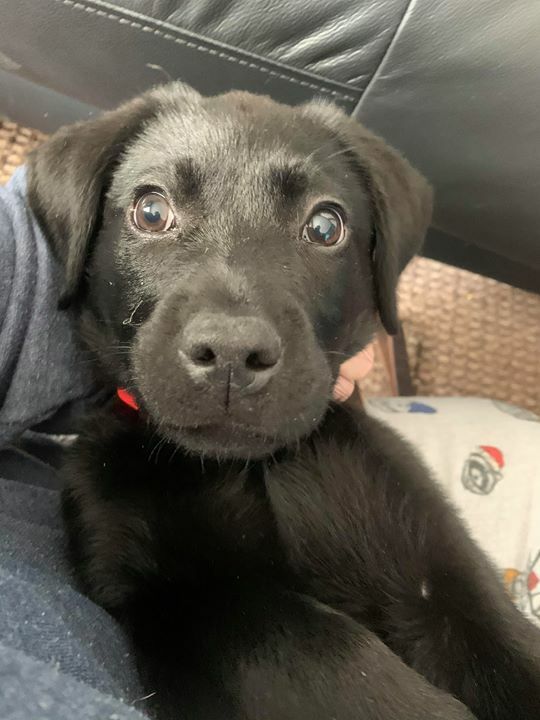 Genesis is a big name for a puppy 🐾 but this spunky little girl has a big personality to match!

Ms. Genesis is full of bounce, sass, and face kisses 💋 She's only a several weeks old, but is eager to learn 🧠 and play 🦴and she loves to get into troubl… ift.tt/2dVgfdE