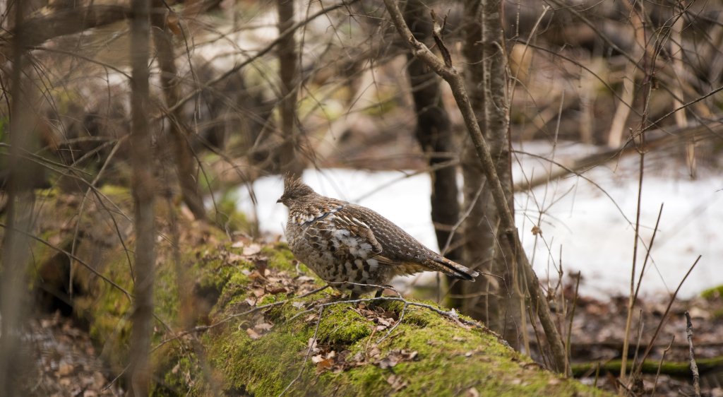 blindcasts's tweet image. Upcoming: Archery Workshop bushwoman.ca/2019/11/08/upc…